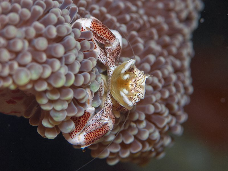 Porcelain Crab, Home Reef